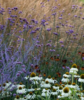 verbena, helenium, echinacea and grasses planted together