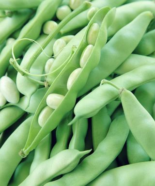 Lima beans in an opened pod