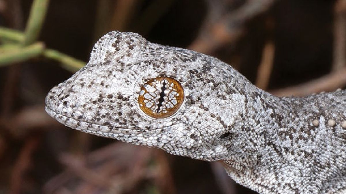 This psychedelic-eyed gecko isn’t what we thought it was
