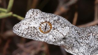 A geckos head covered in white and gray scales with an eye of the same color surrounded by and orange ring.