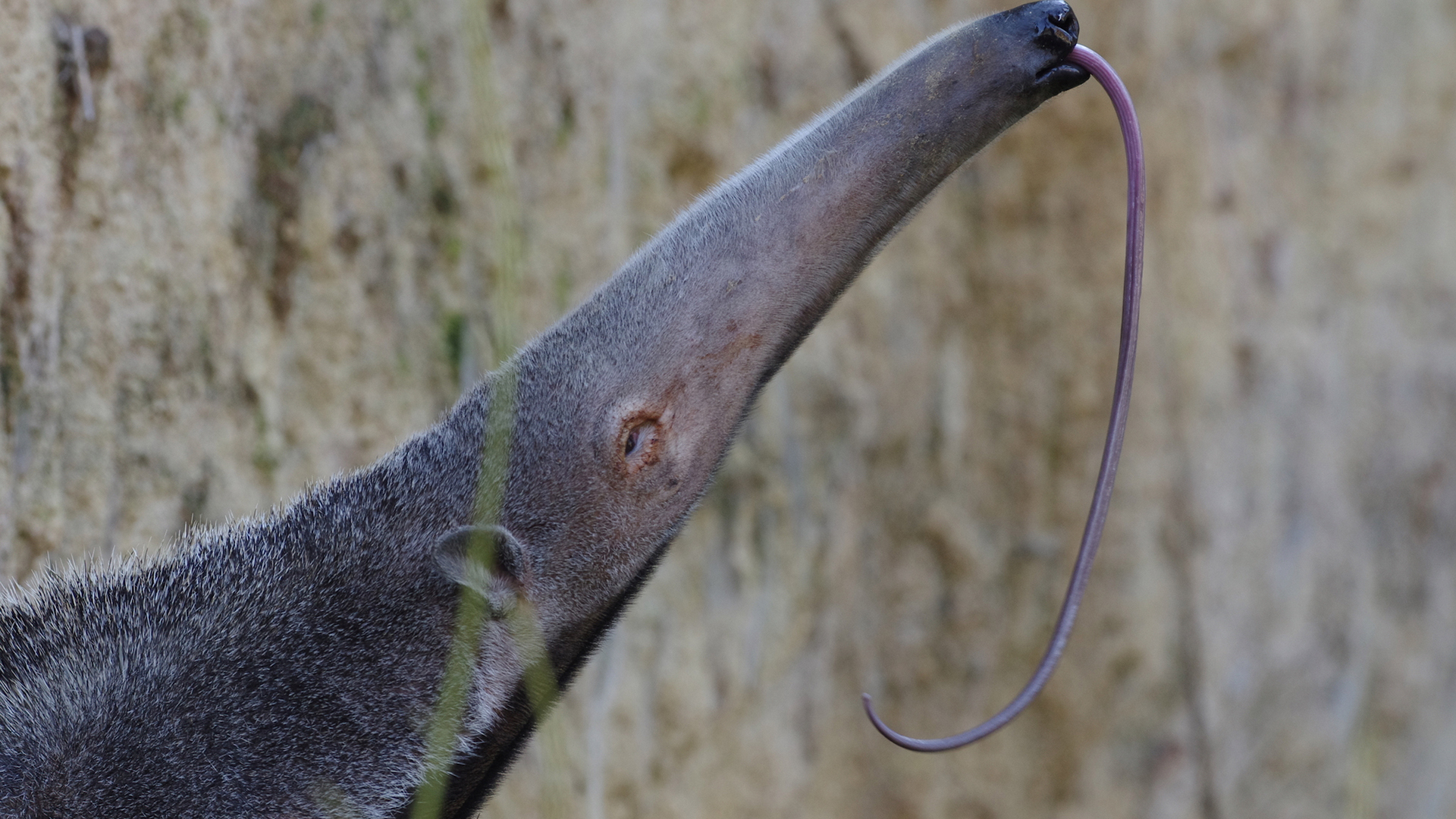 A giant anteater with its tongue out