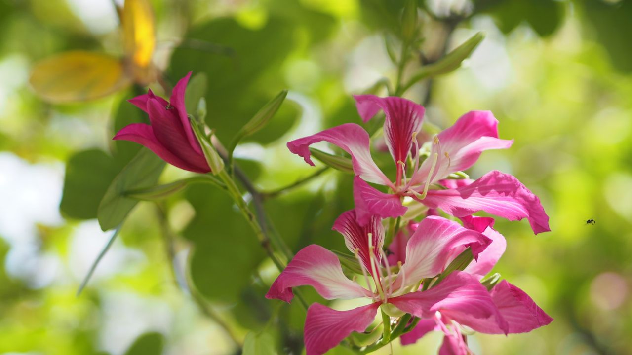 Orchid tree with pink blooms