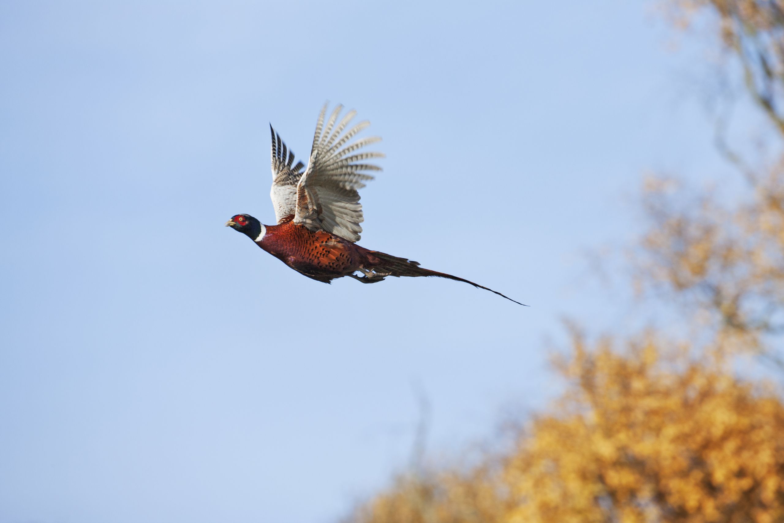 Britain's gamebird of choice is more exotic in origin than you might think