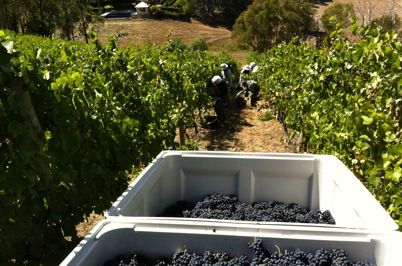 Adelaide Hills - picking Pinot Noir at Murdoch Hill