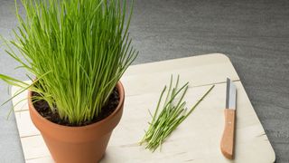 Chives in terracotta pot on a wooden chopping board