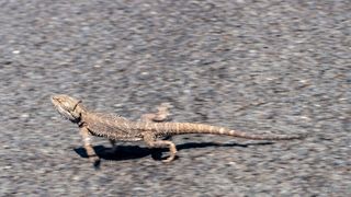 Bearded dragon running