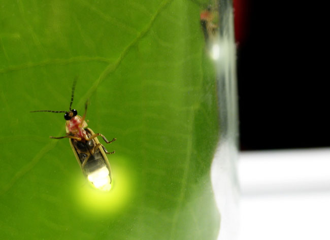 Firefly's Flash Can Bring Sex or Death | Live Science