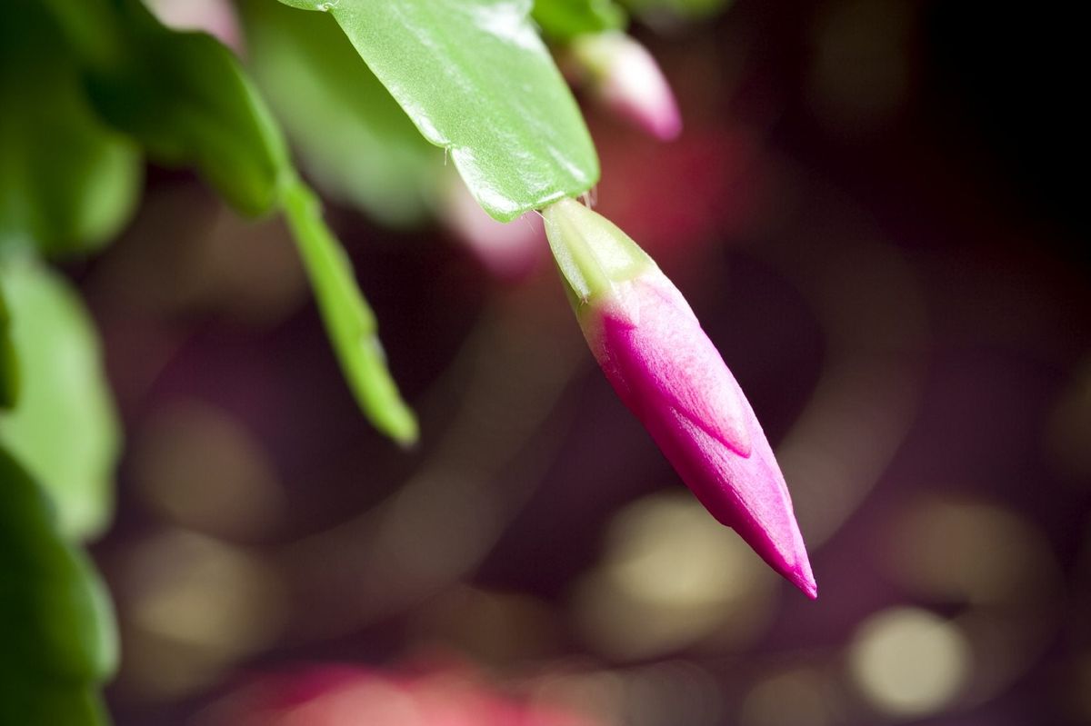 Reasons For Christmas Cactus Bud Drop: Why Is My Christmas Cactus ...