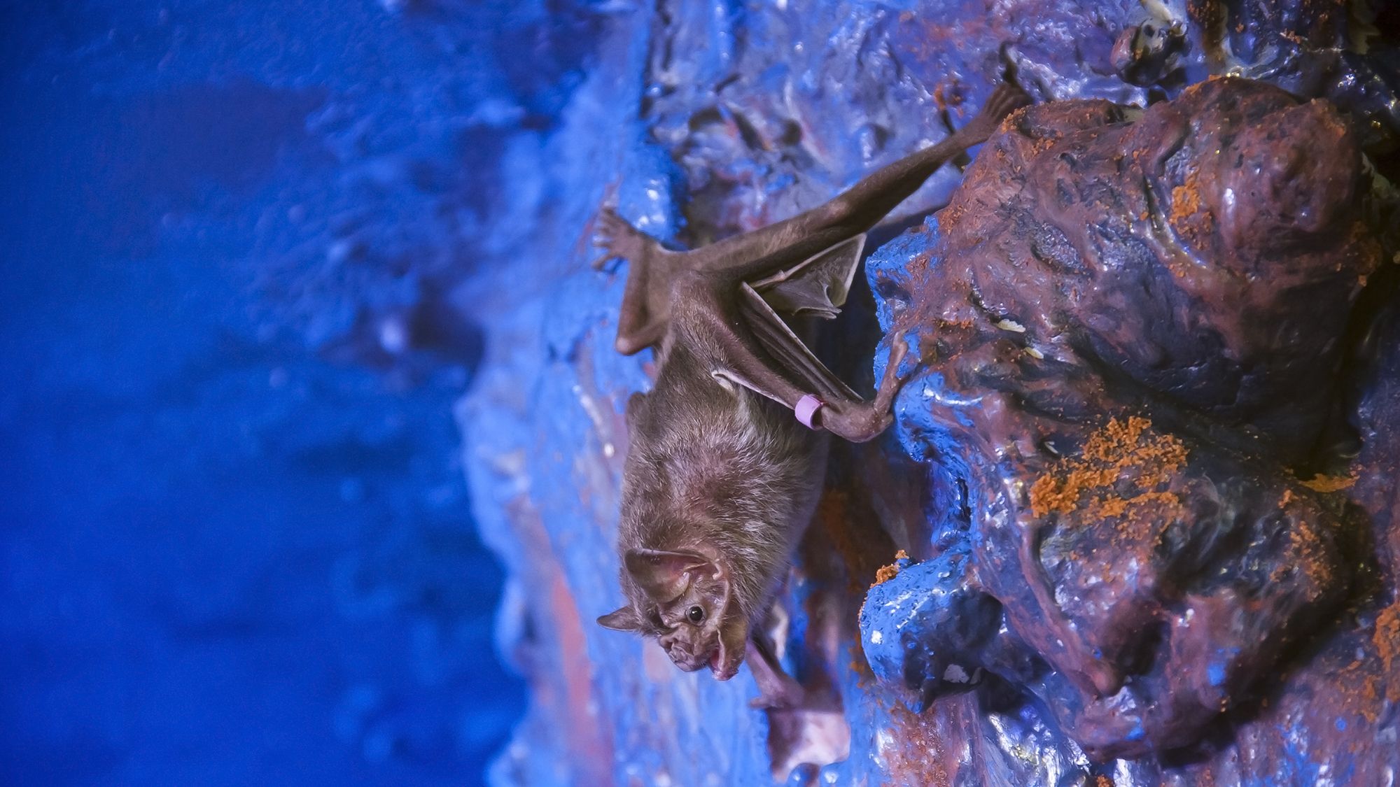 Batty Rat Batty smartphone tech for tracking animals | IT Pro