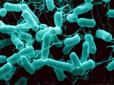 salmonella typhimurium