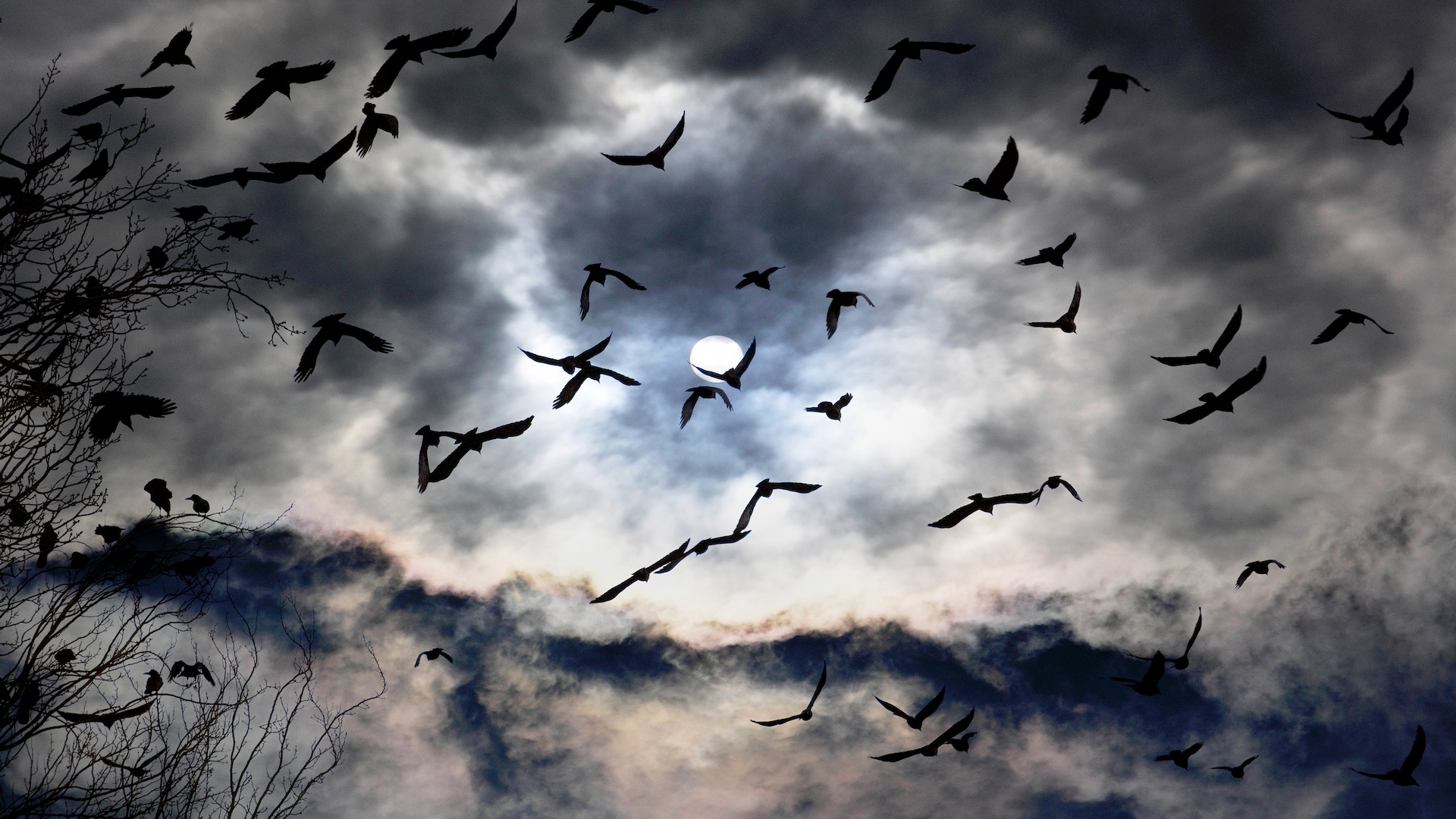 How do migrating birds know the place they are going?