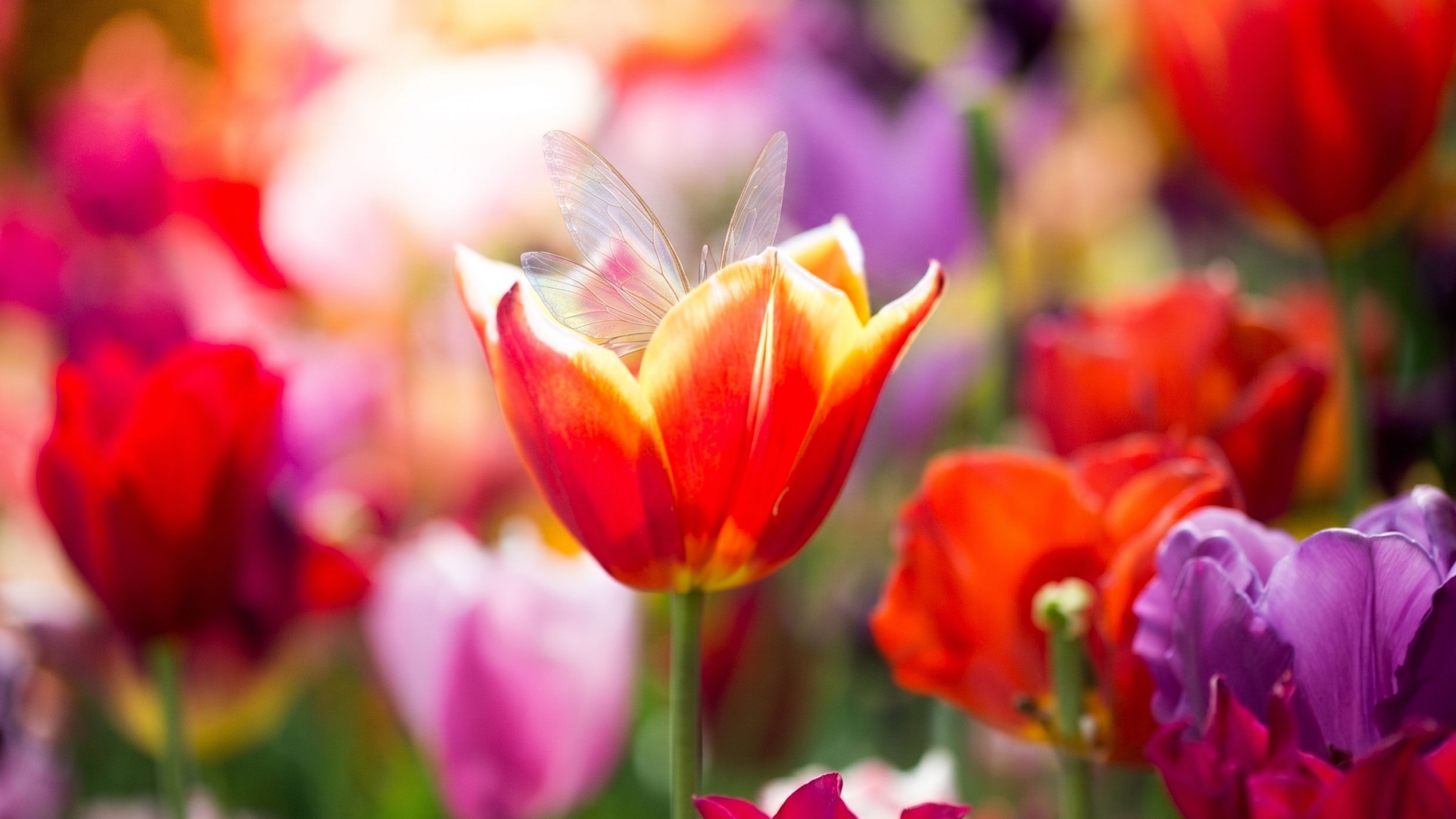 A flowerbed filled with colorful tulips, one of which has gossamer fairy wings poking out from between its petals