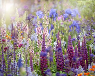 Bed filled with colorful blue and purple flowers