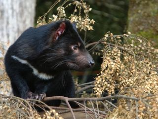 A Tasmanian devil rests.