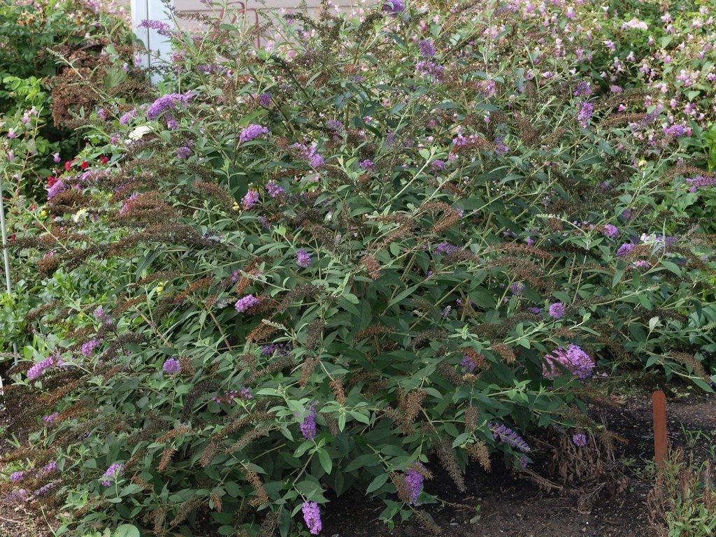 Large Butterfly Bushes