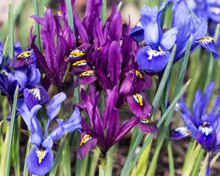 Iris Reticulata