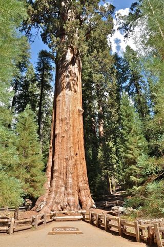 worlds largest tree 