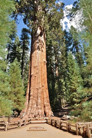 worlds largest tree