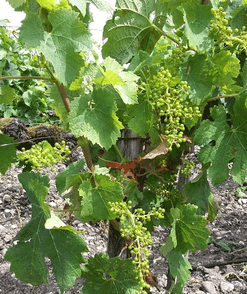 Bordeaux 2015, Chateau Montrose