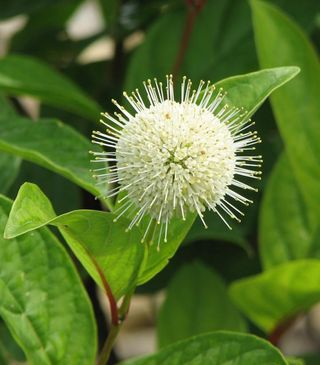 A round, spiky, white flower