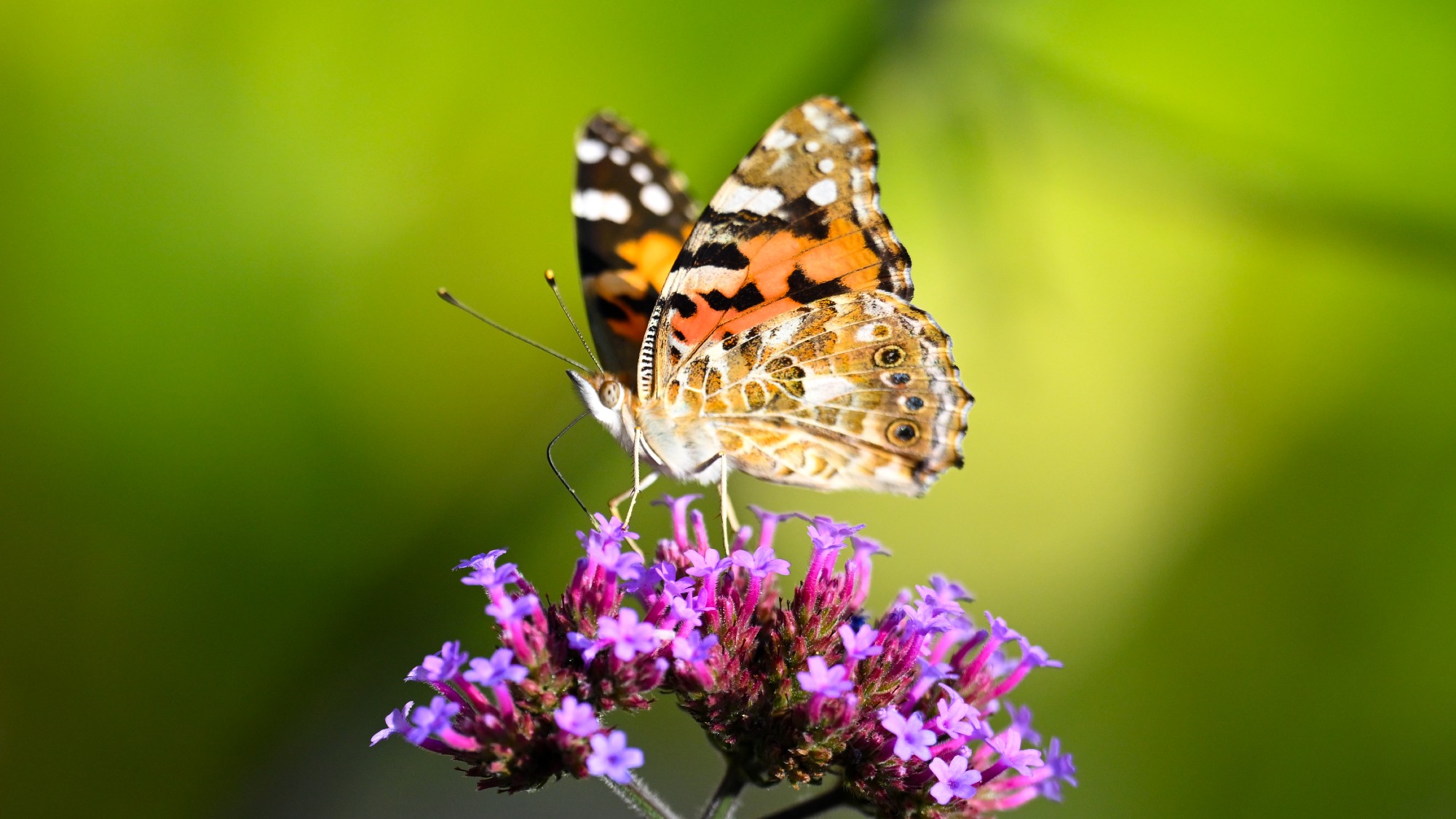 A painted-lady butterfly collecting nectar from a purple flower 