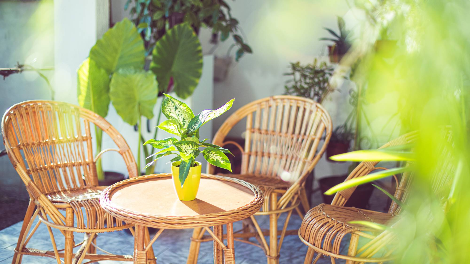 Houseplants on sunny patio