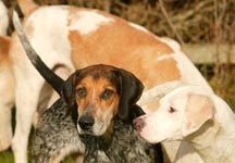 hounds11.jpg
