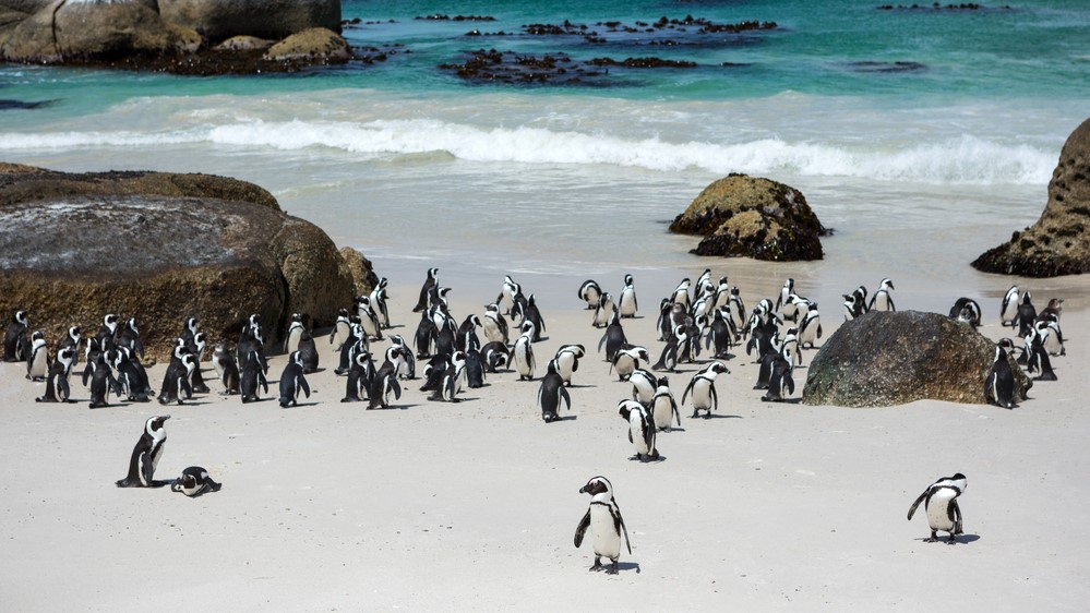 Afrikanische Pinguine aus der betroffenen Kolonie bei Kapstadt in Südafrika.