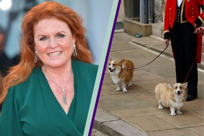 Sarah Ferguson shares sweet update on Queen's corgis, seen here side-by-side 