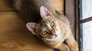 Anxiety in cats: Causes and how to help a stressed cat