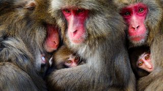Mother and baby Japanese macaques huddle together.