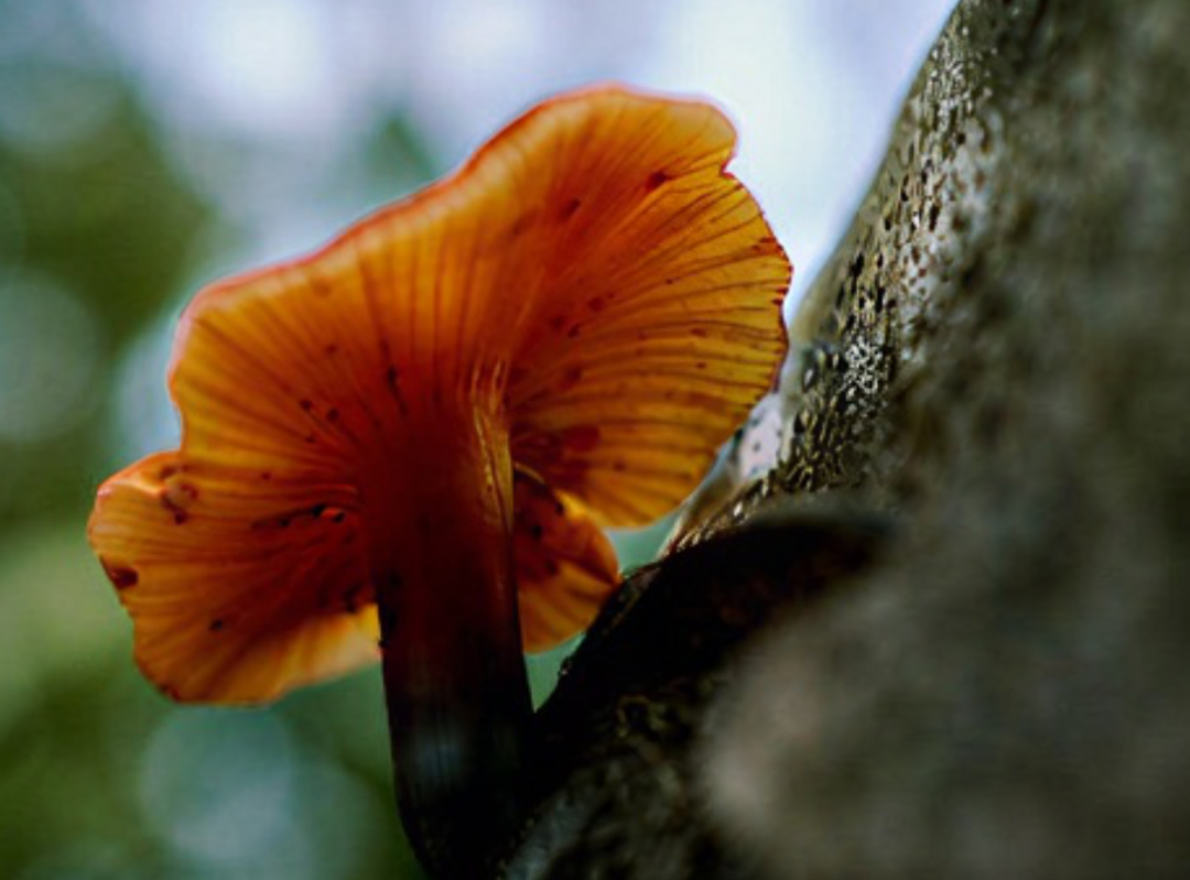 This close-up macro shot of a fungus on tree bark was sharpened and enlarged using Affinity's Generative Upscale AI tool.