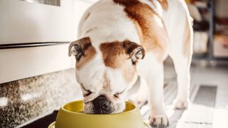 dog eating from food bowl