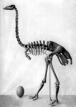 elephant bird skeleton