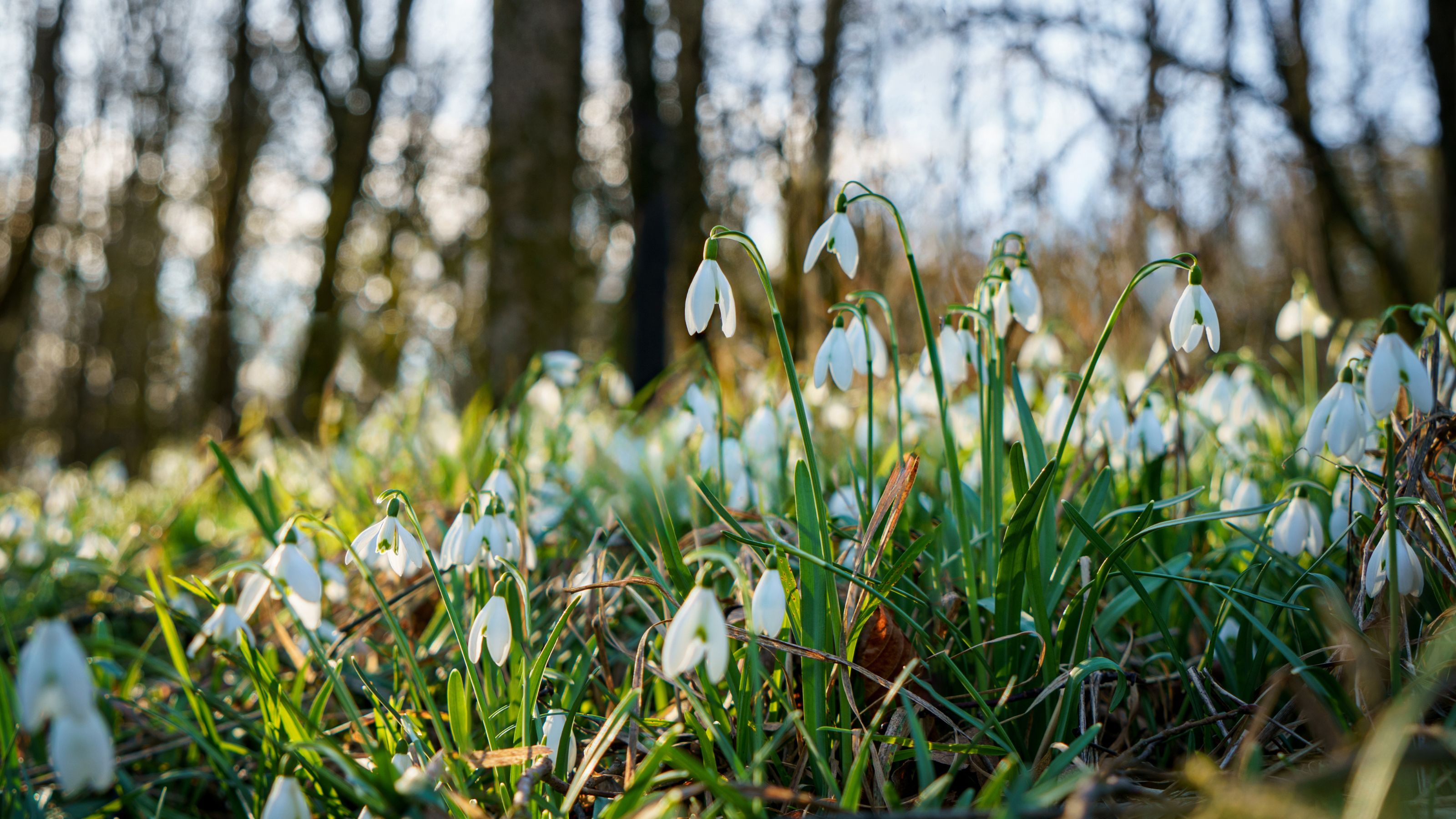 Flowering Galanthus nivalis or common snowdrops