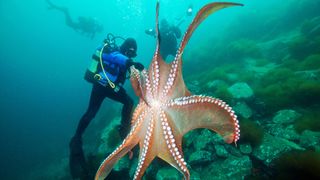 Three divers looking at a Giant Pacific Octopus (Enteroctopus dofleini) in the Sea of Japan.