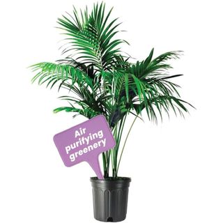 American Plant Exchange Kentia Palm Live Plant