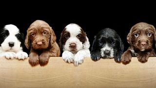 Spaniel puppies waiting to take the best dog DNA test