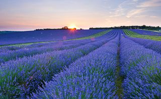 Lavender field at Snowshill Lavender, The Cotswolds, Gloucestershire, England, United Kingdom, Europe