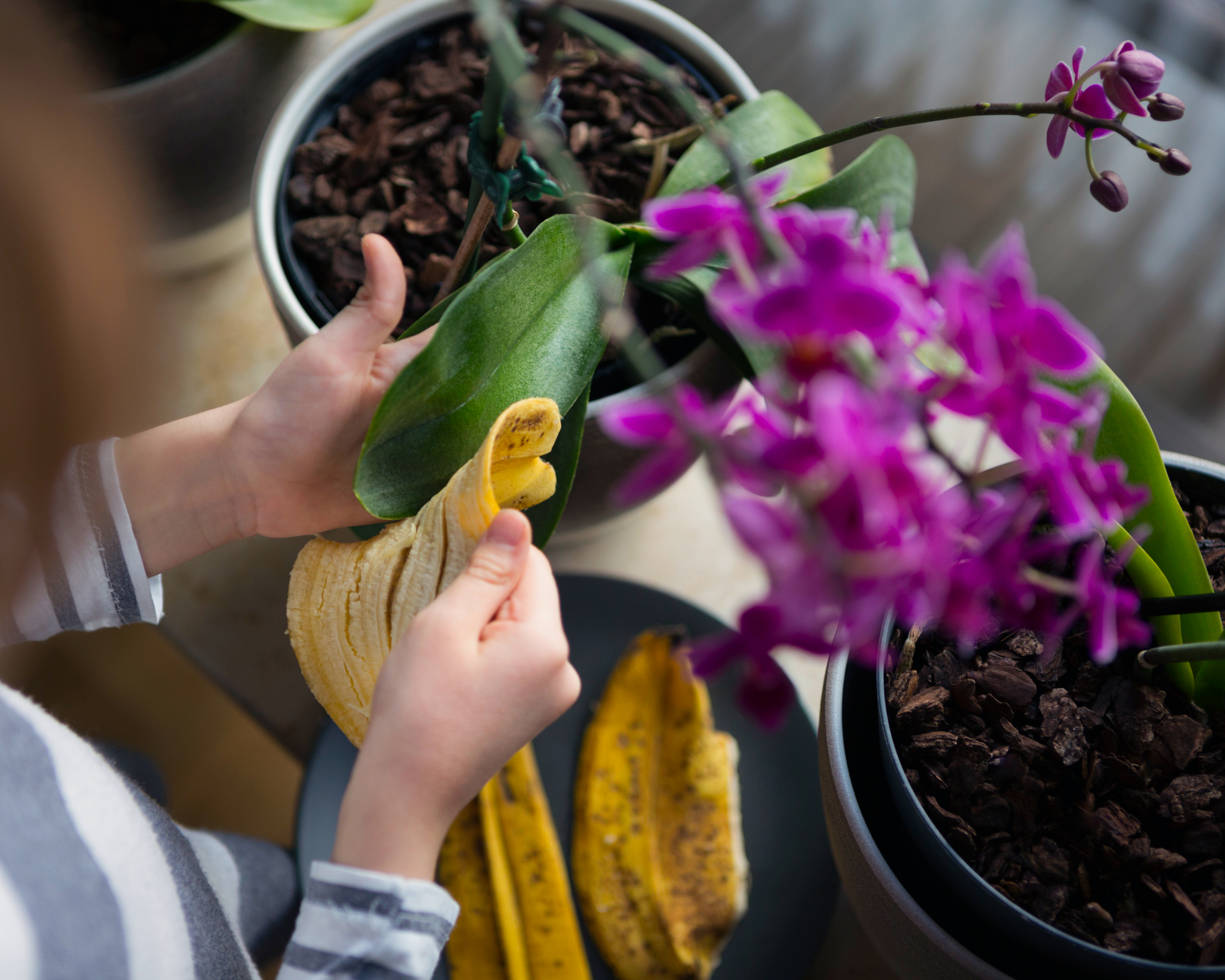 Woman cleaning orchid leaf with banana peel