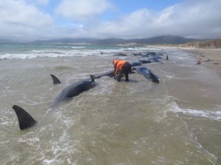 Pilot whale stranding
