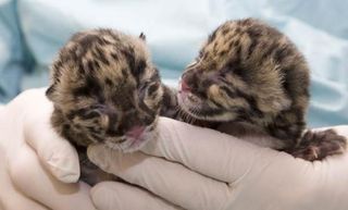 clouded-leopards-hand-110411-02