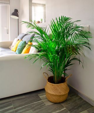 Dypsis lutescens, also known as areca palm, on a wicker backet in a bright living room.
