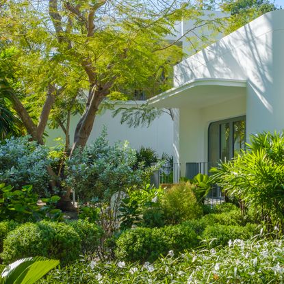 Shade tree in garden of modern house