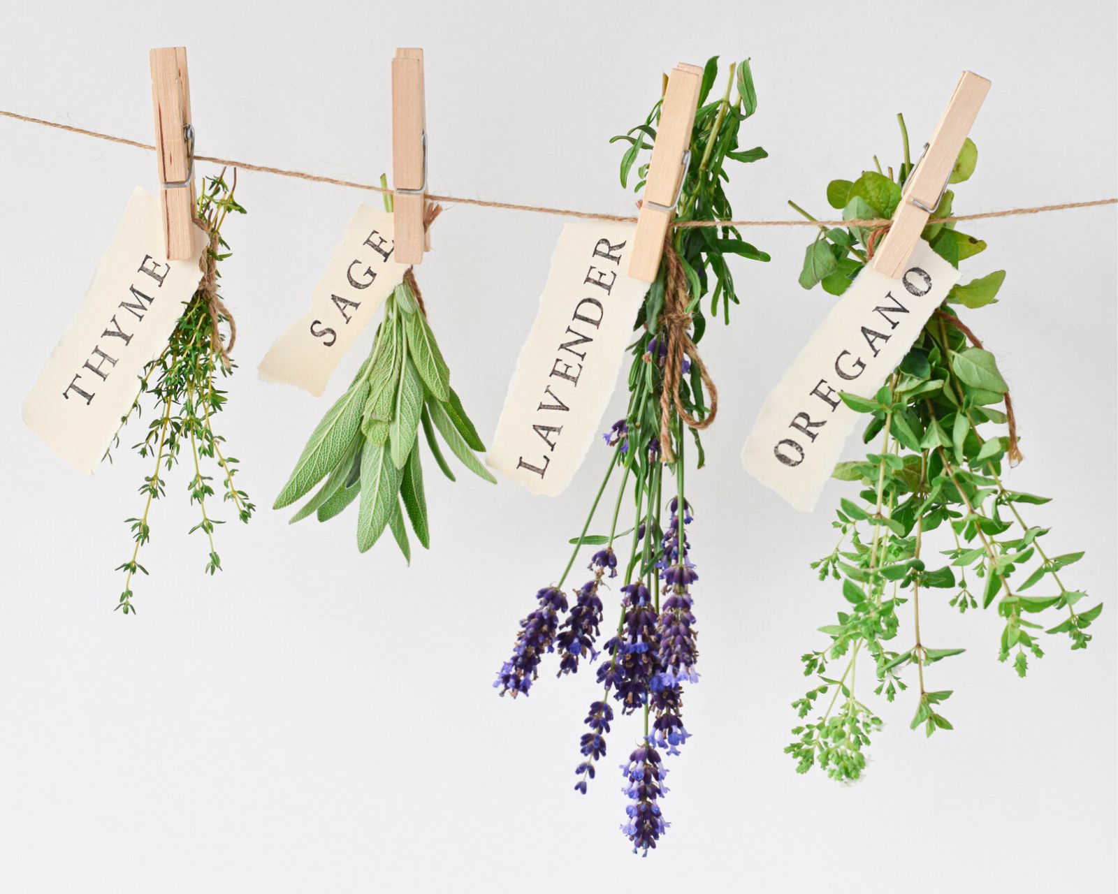Drying Herbs Upside Down