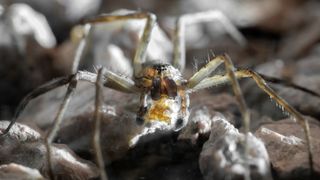 Paratrechalea ornata male carrying a worthless nuptial gift.