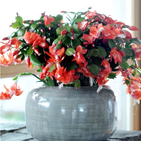 Red flowering Christmas cactus houseplant in blue-grey ceramic pot