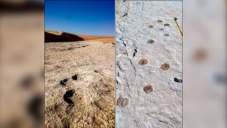 Elephant (left) and camel (right) trackways.