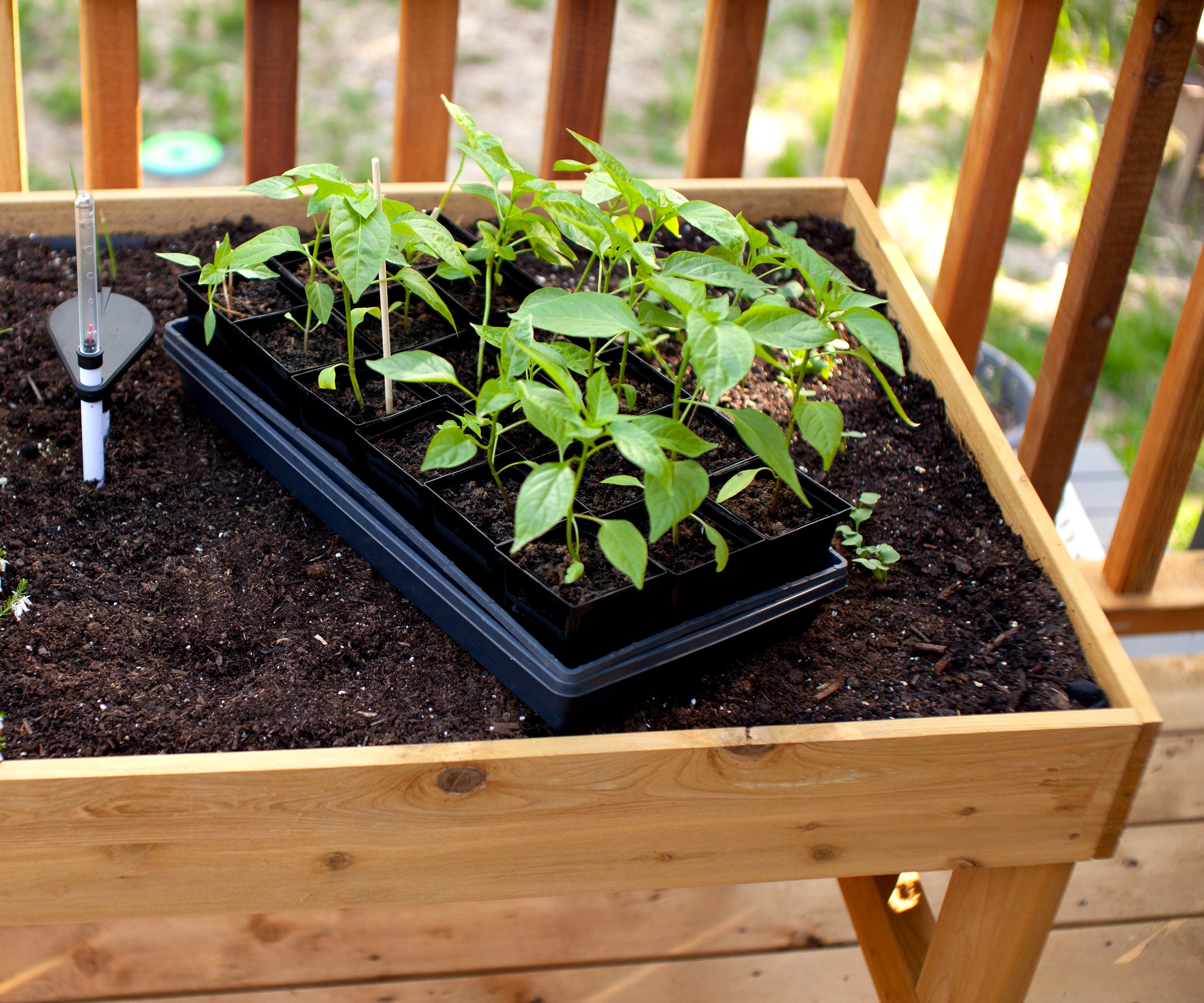 young pepper plants growing in balcony container