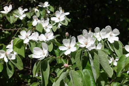 quince flowers